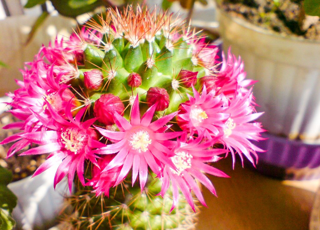 Circuitul binelui în natură 60338