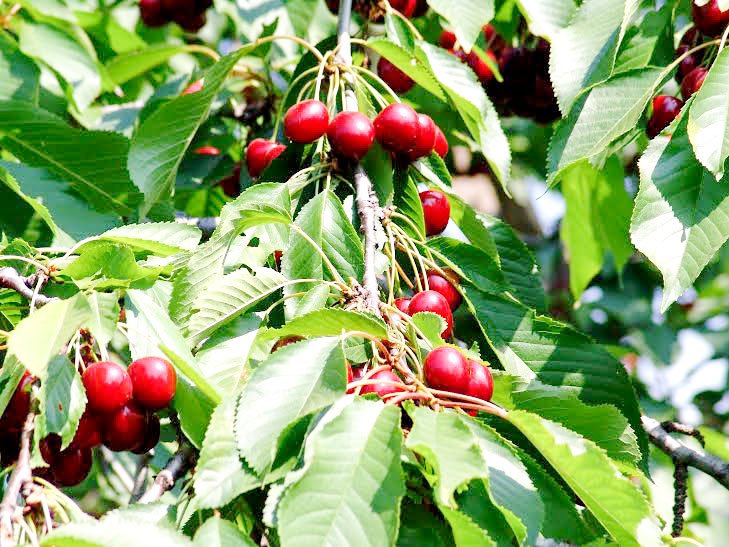 Cireșele și vișinele, „medicamentele” întineririi 60158