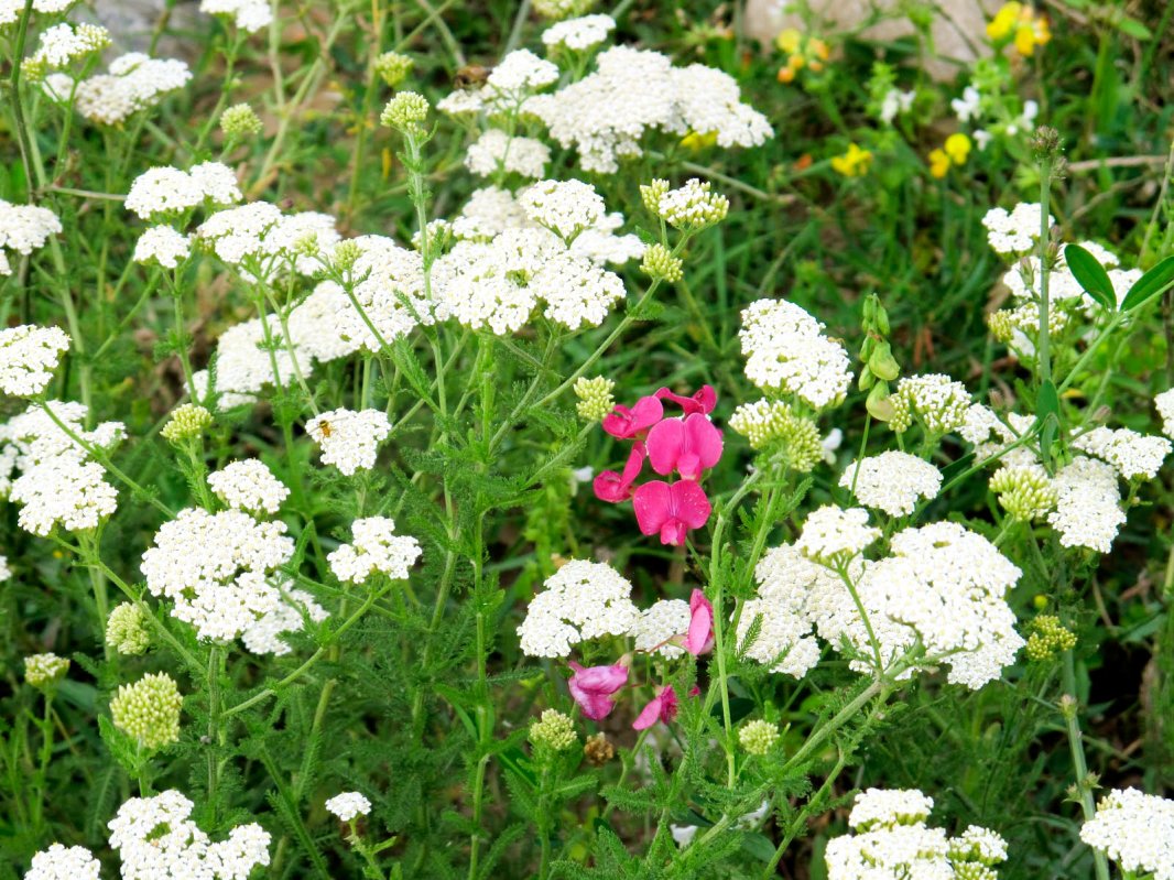 Remedii fitoterapeutice în cazul blocajului renal 59331