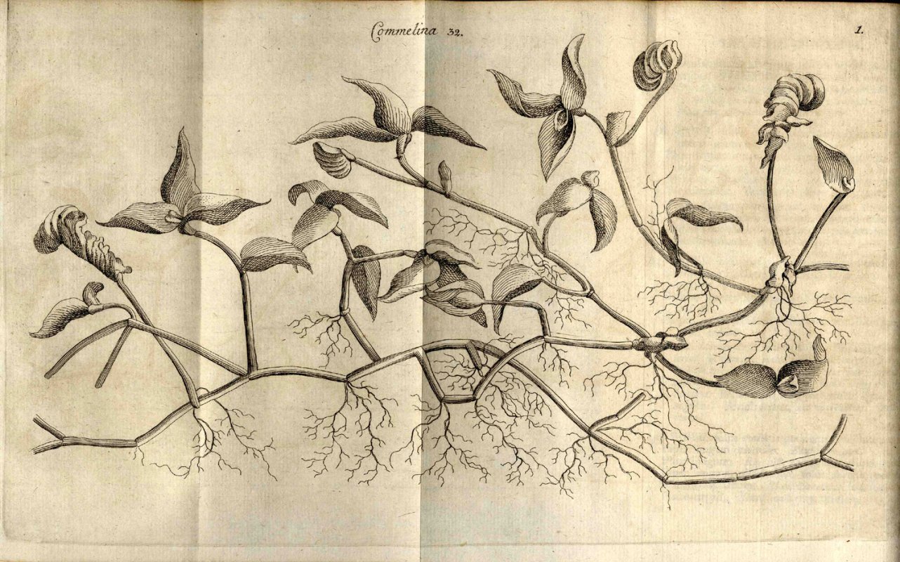 Carl von Linné, un naturalist  în grădina paradisului 58557