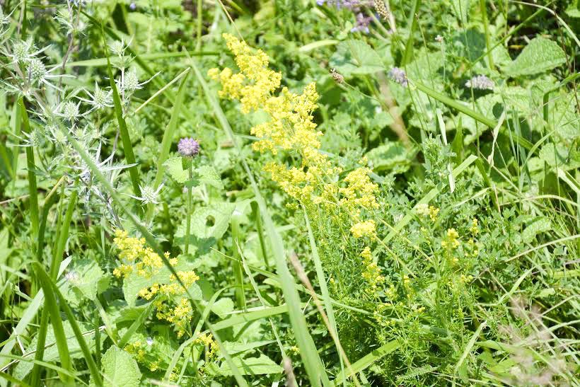 Tratamente naturiste cu mac roșu și sânziene galbene 58527