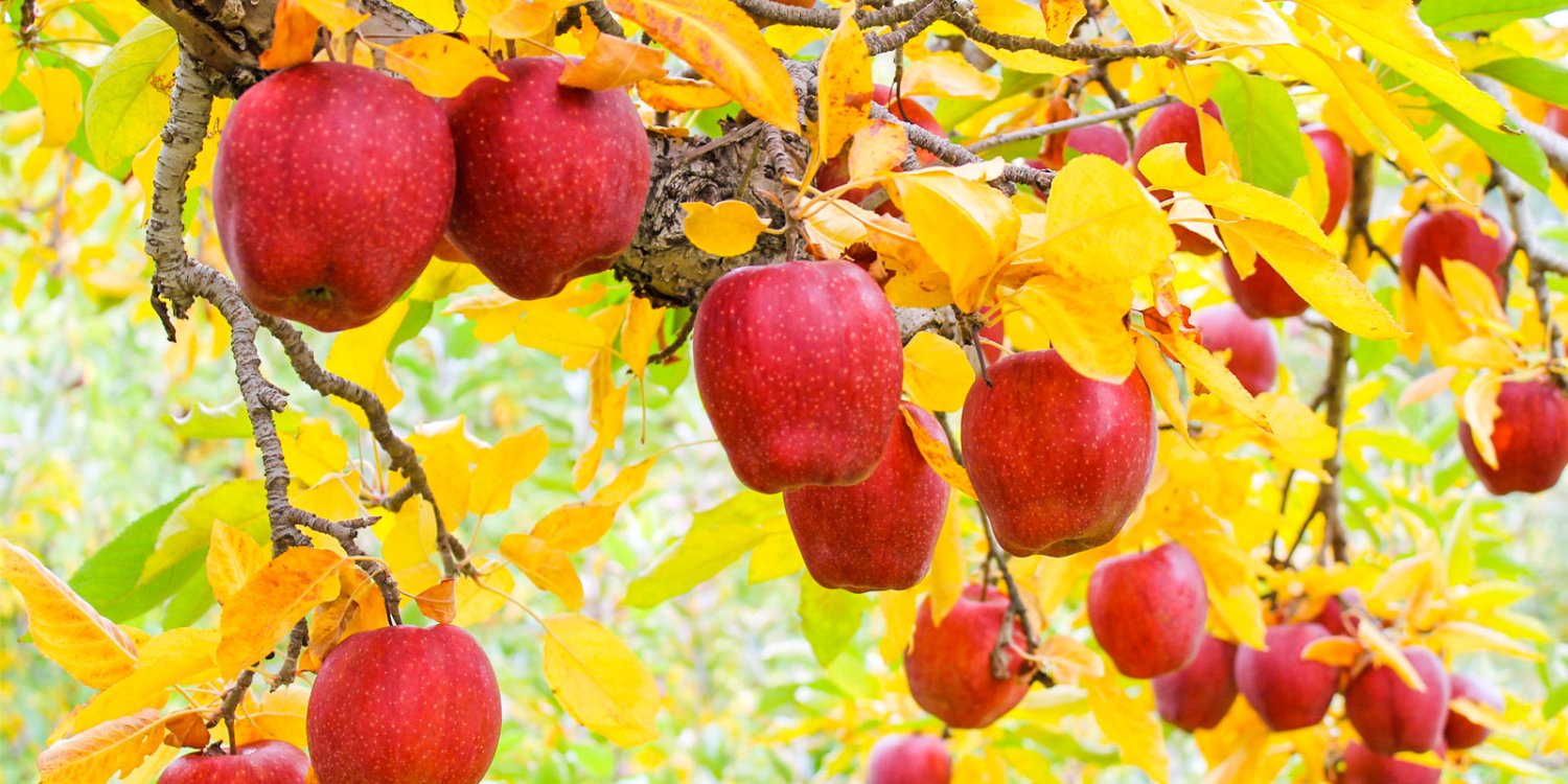 De aproapele atârnă poruncile lui Hristos 58388