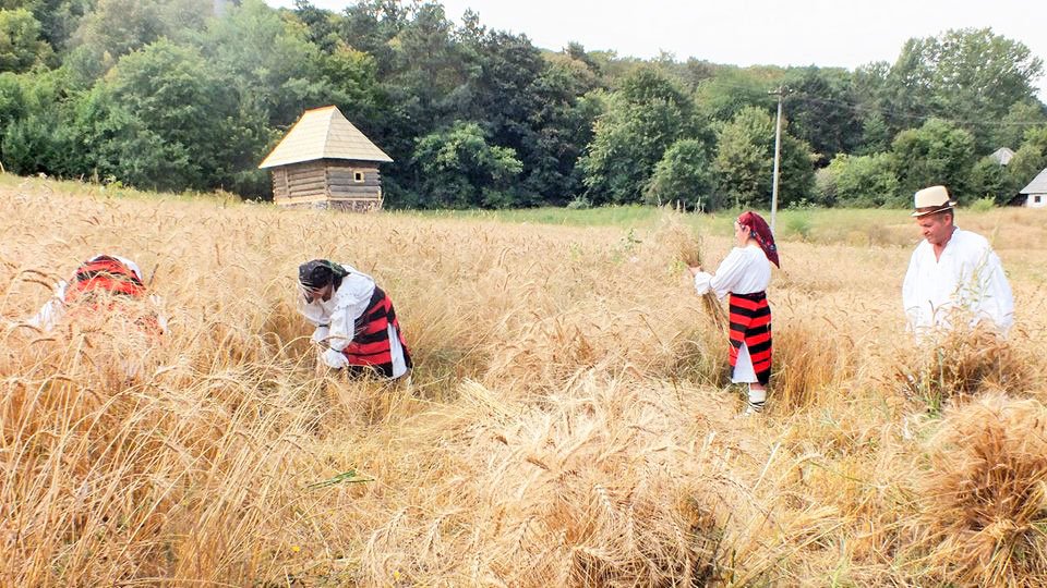 Vărsare de maci! 58262