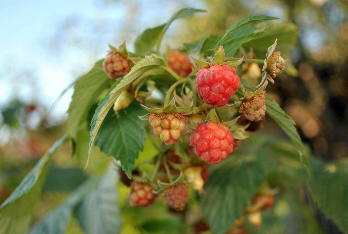 Murul și zmeurul, arbuști cu proprietăți vindecătoare 57317