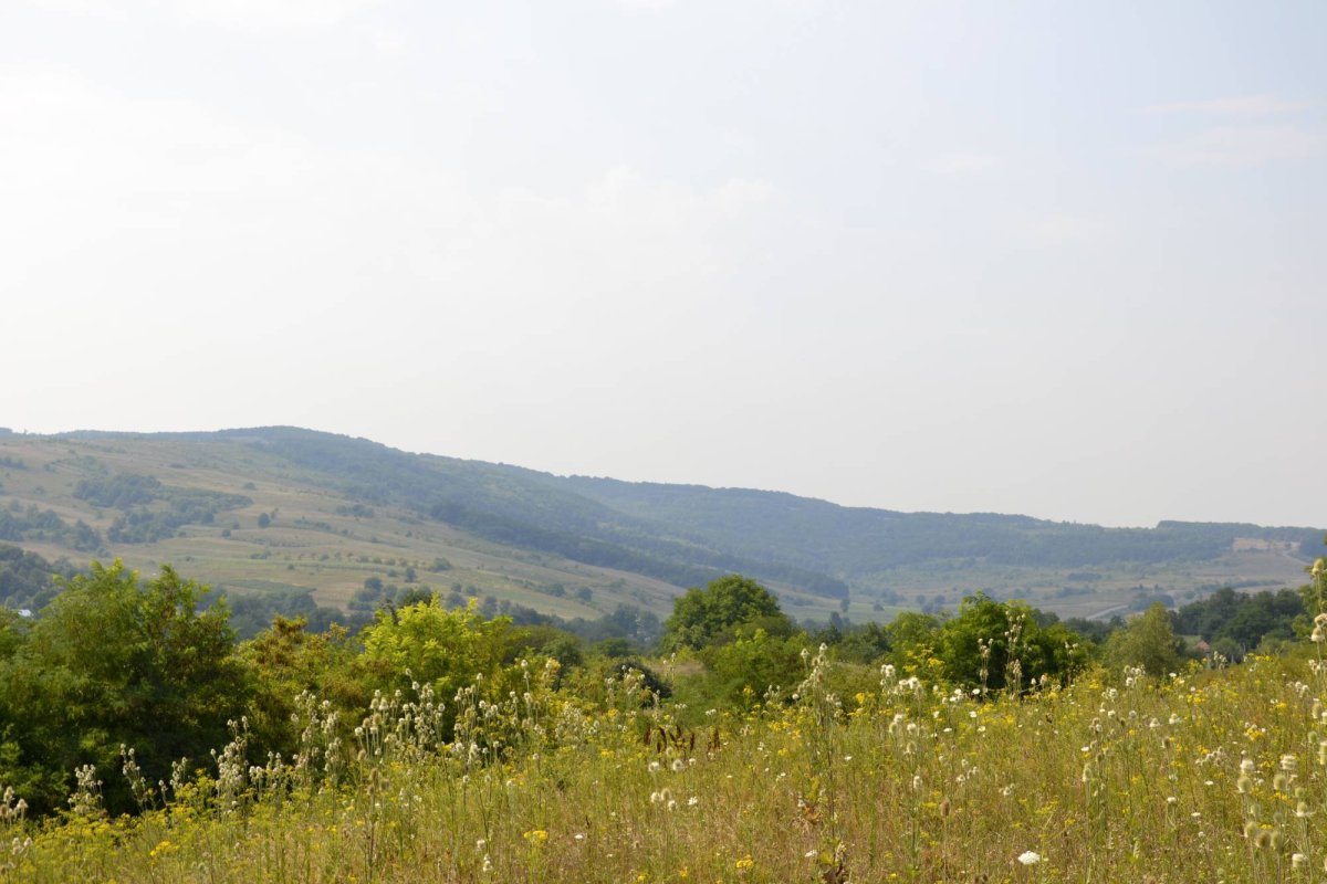 Căsuța de lemn sfințit din dumbravă  56563