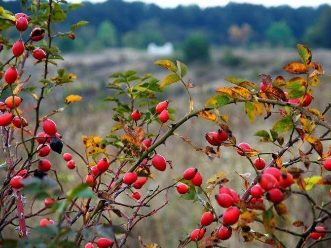 Plante şi diete pentru tratarea duodenitelor şi a enteritelor 56477