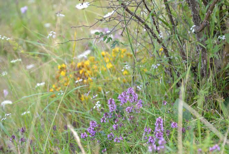 Insomniile, calvarul nopților de vară 55321