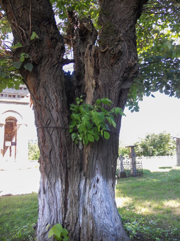 Locașul secular de lângă culele din Măldărești 54821