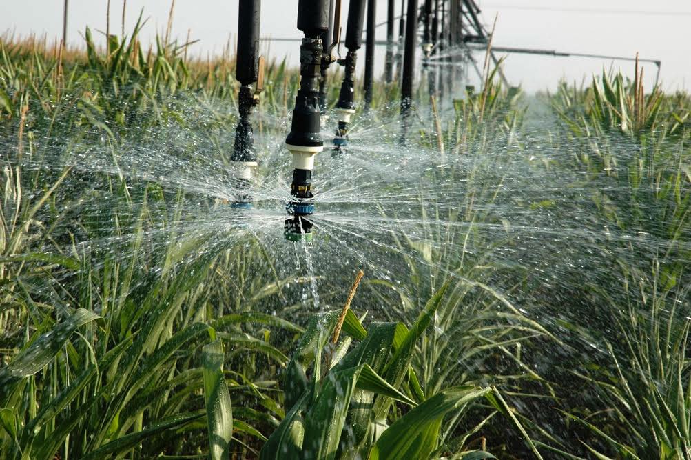 Culturile neirigate, fără despăgubiri 54653