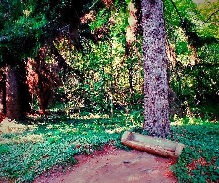 Stejari ca în poveşti la Bazoş 54647