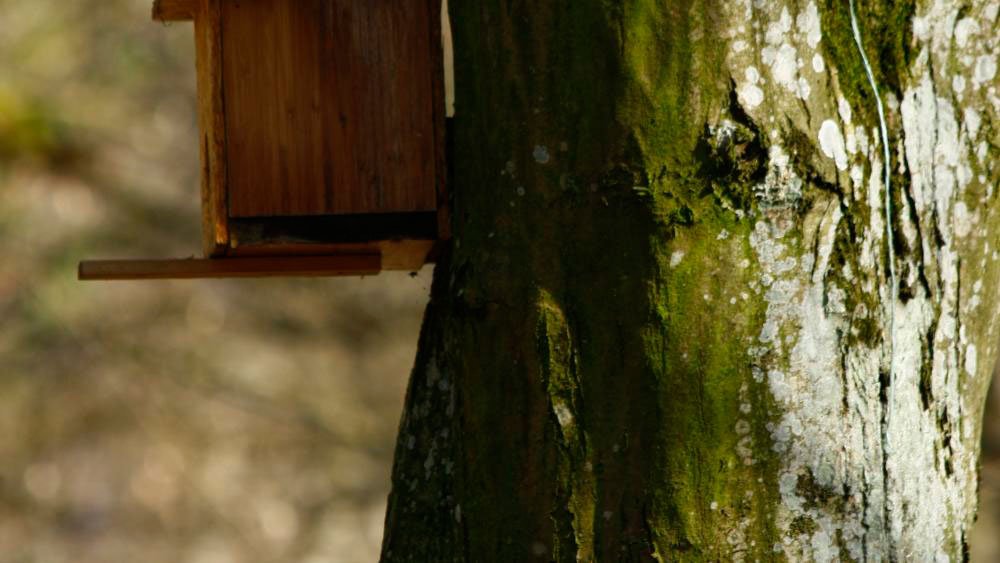 Stejari ca în poveşti la Bazoş 54648