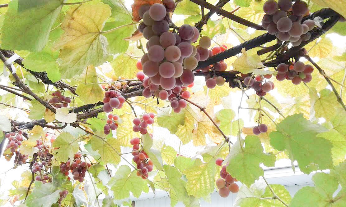 Strugurii și vinul, alimentele medicament din cămara toamnei 54154
