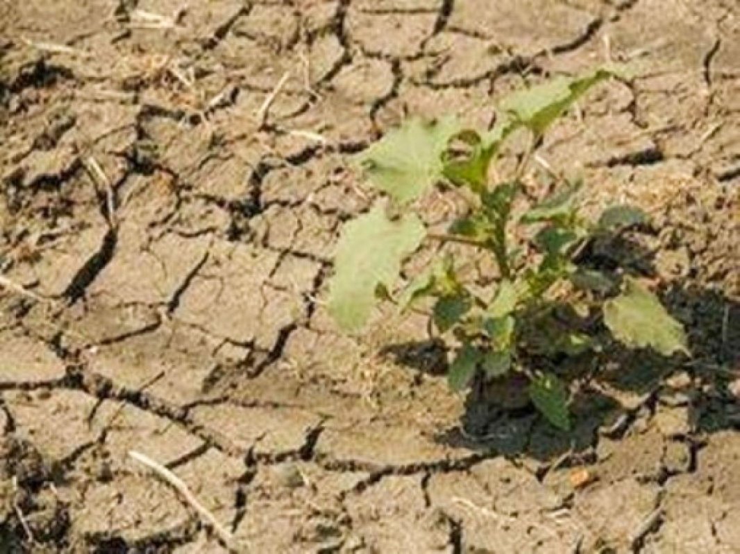 Secetă severă la Botoşani 53570