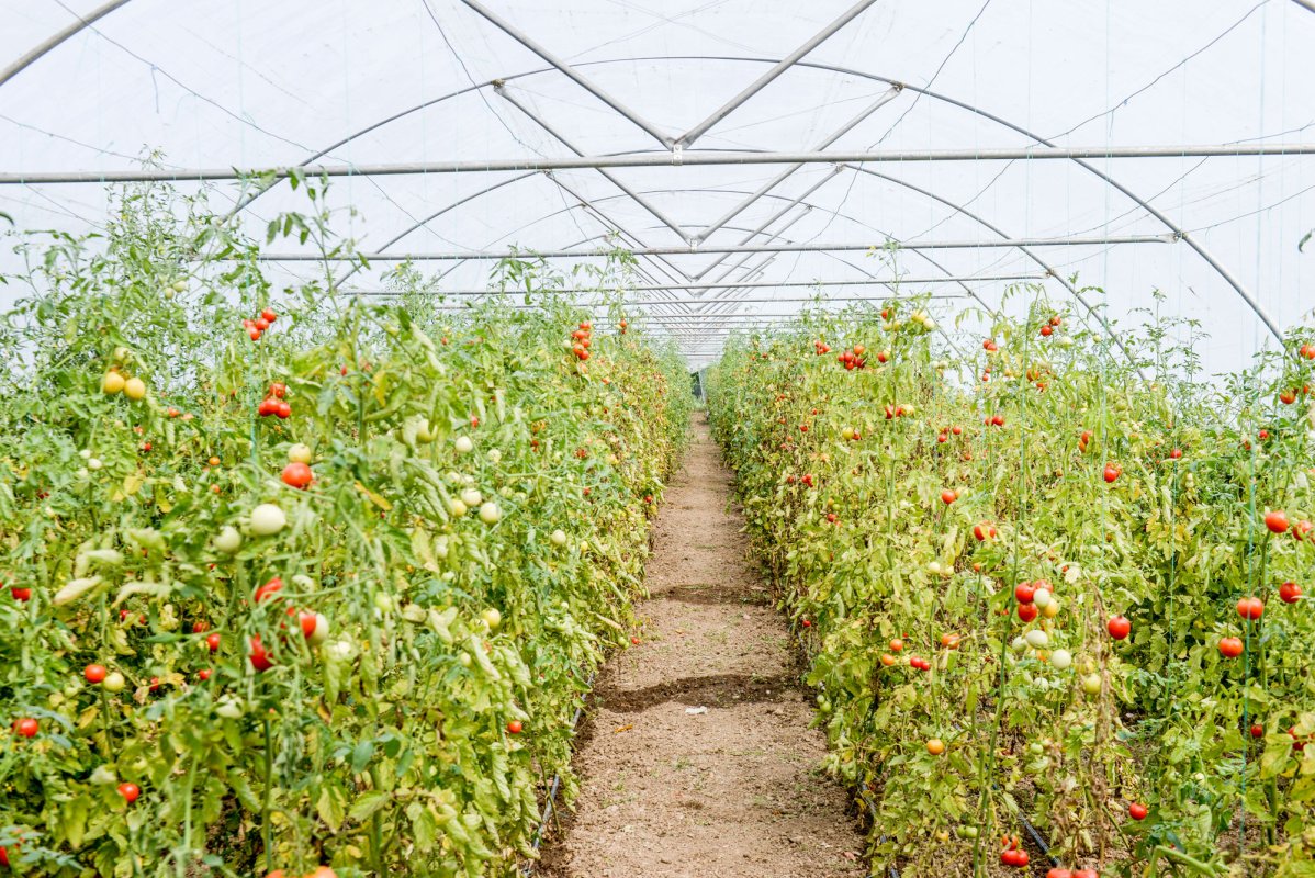 Vlahiia, grădina în care dăinuie memoria străbunilor 52718