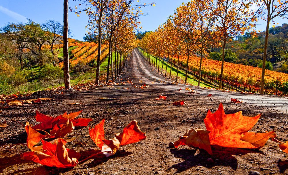 Bineţe toamnei 52259