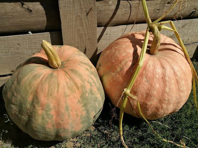 Remedii pentru prevenirea edemelor 51820