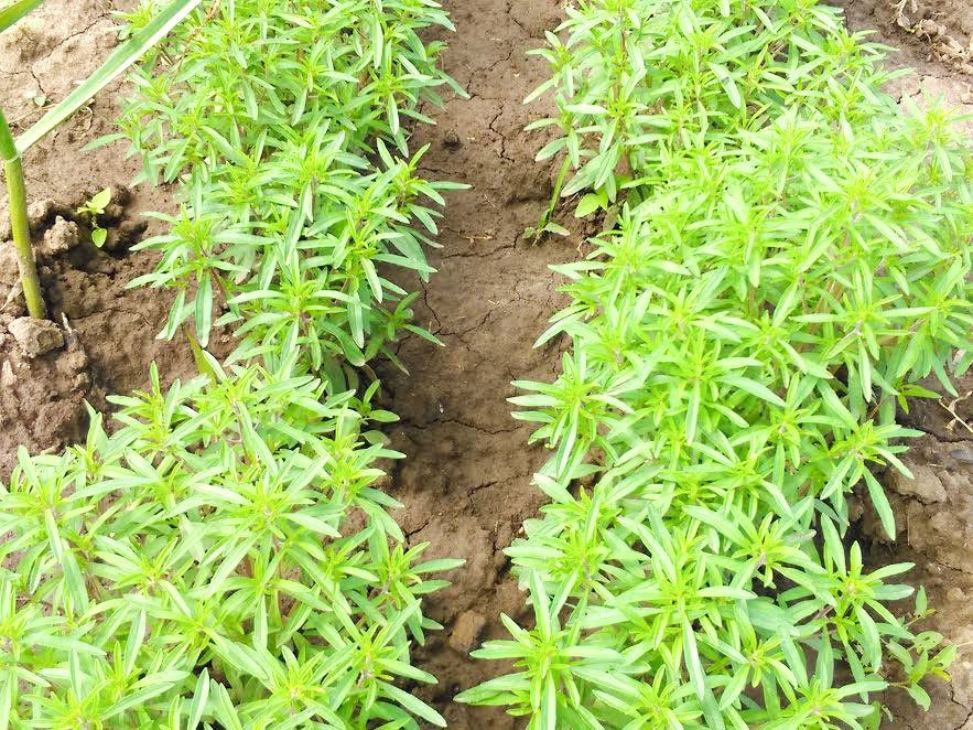 Cimbrul, „medicamentul” antibacterian din grădină 51446