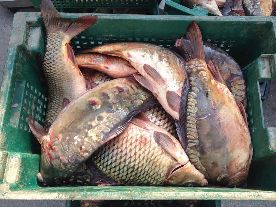 Tot mai puţin peşte în Dunăre 50369