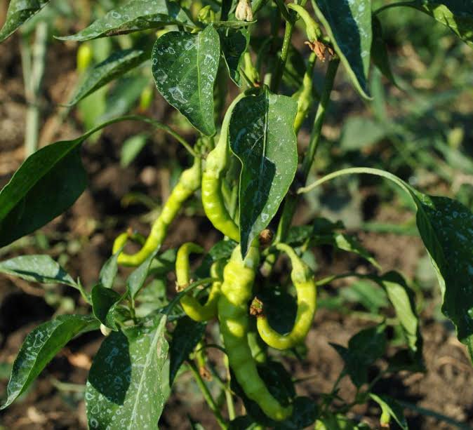 Tratamente naturiste complexe pentru poliartroze 50058