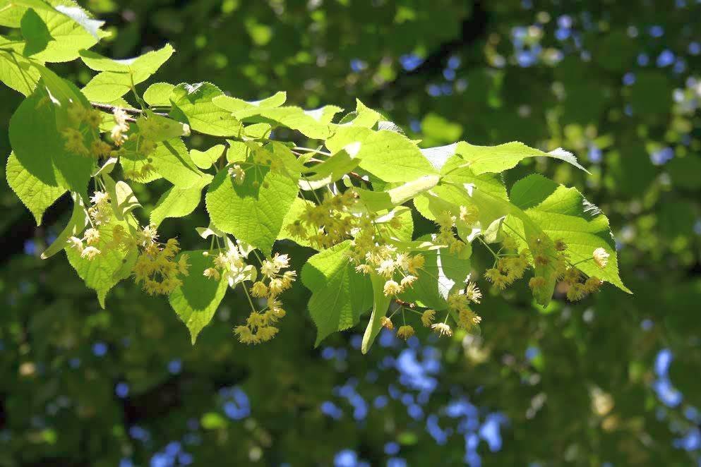 Preparate împotriva insomniei 49679