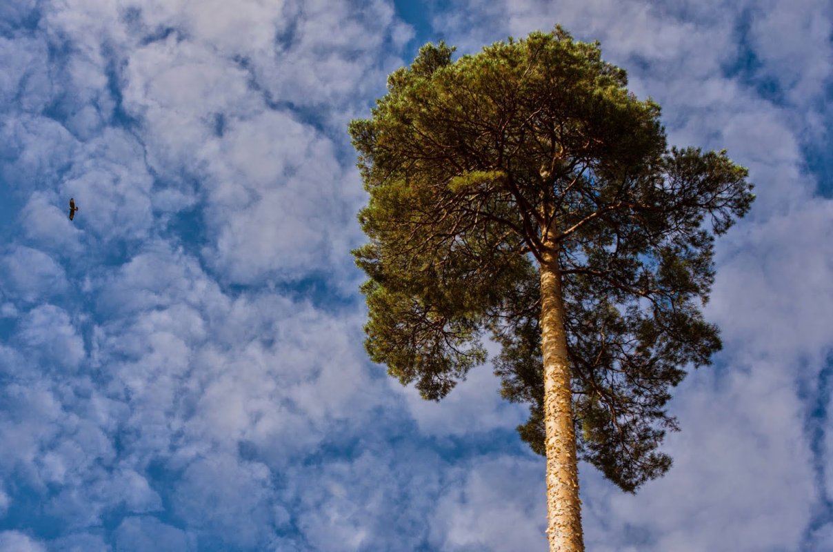 Tentaţia anarhicului 48862