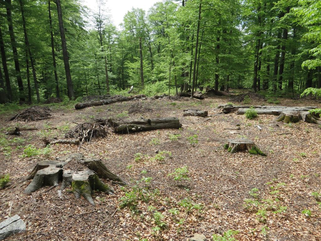 Până la 7 milioane de euro pentru împăduriri 47948