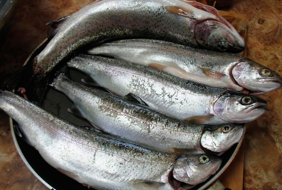 Peştele, alimentul fără contraindicaţii 47570