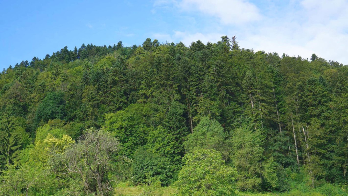 Cuviosul Chiriac şi Muntele Chiriacu 46676