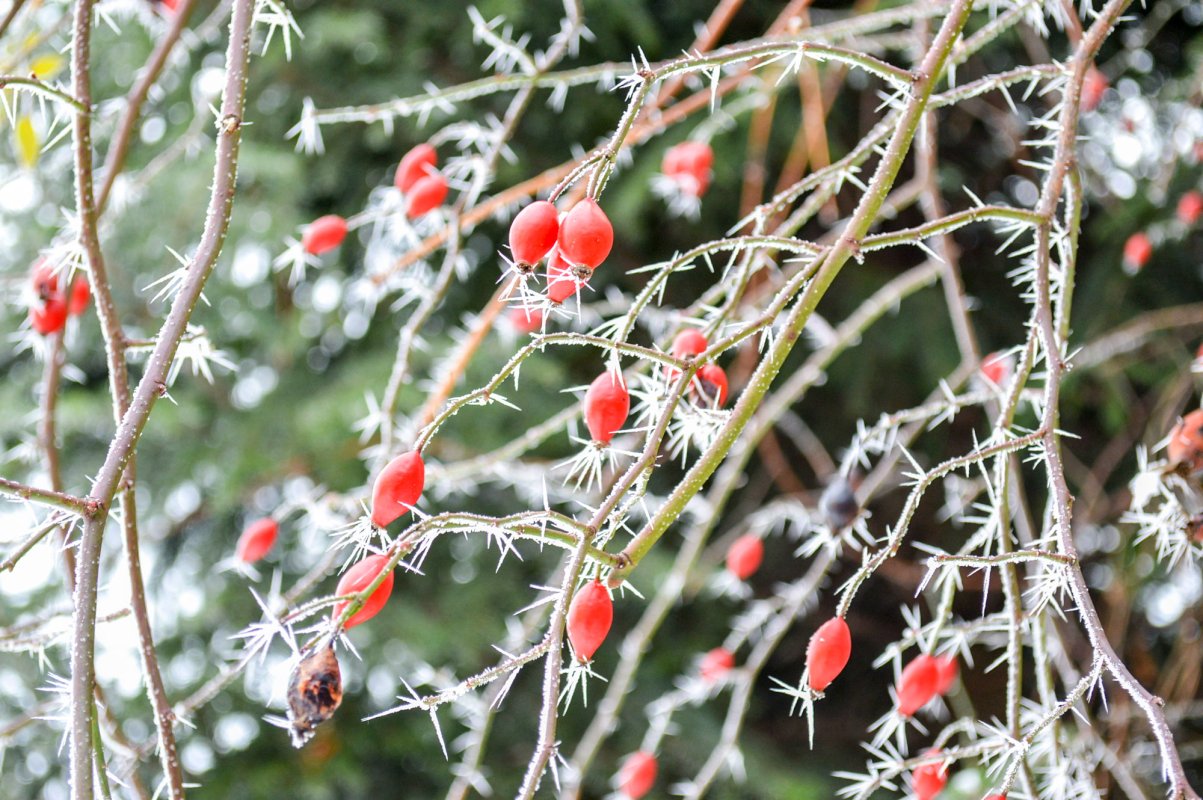 Fitoterapia complexă a poliartrozelor 46509