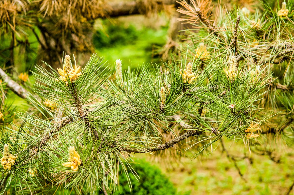 Fitoterapia complexă a poliartrozelor 46510