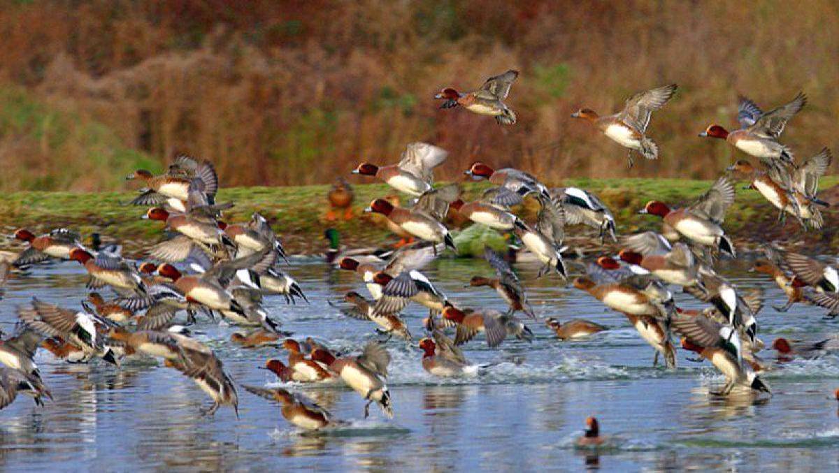 Măsuri de prevenire a răspândirii gripei aviare 44676