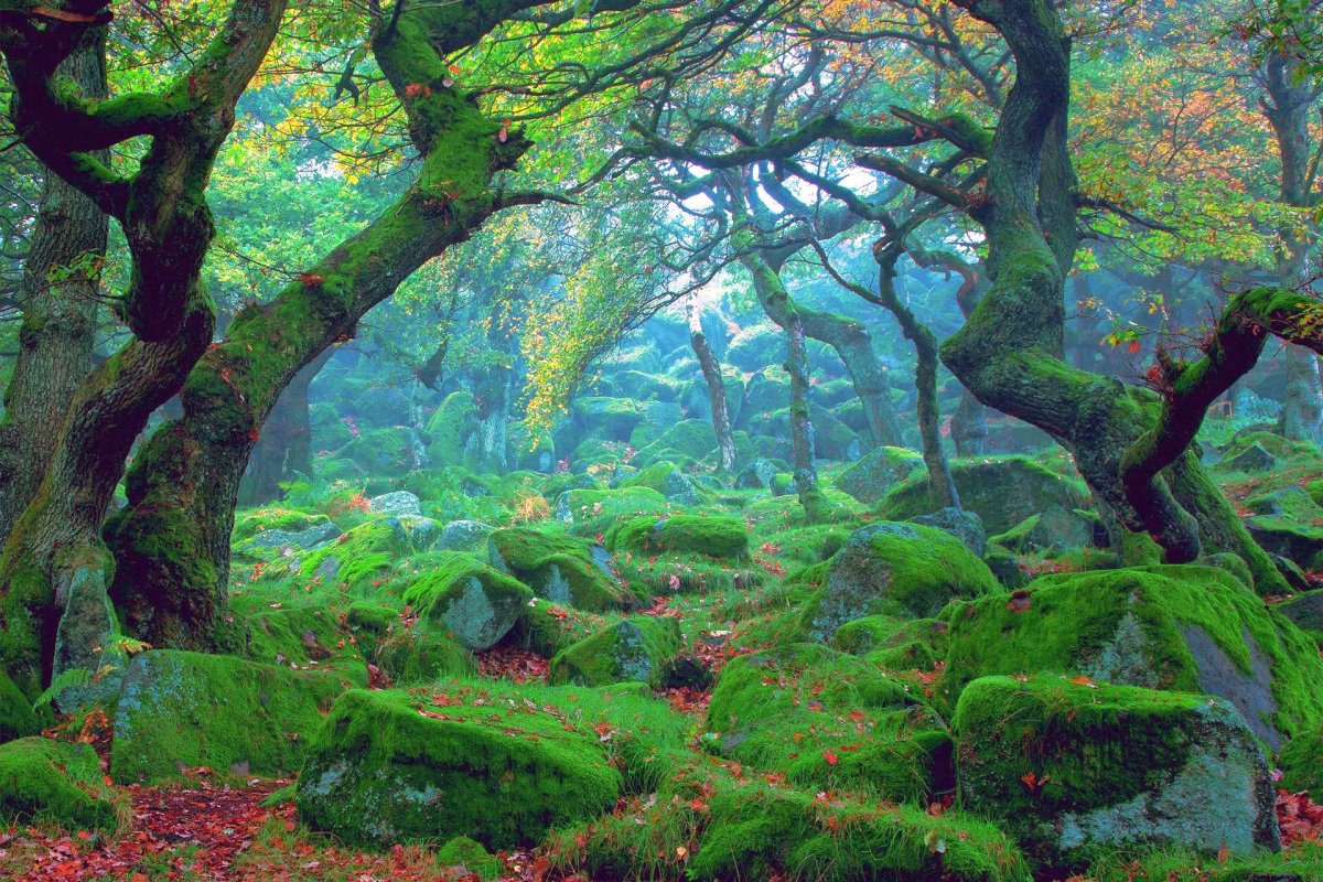 Elogiul nebuniei 43257