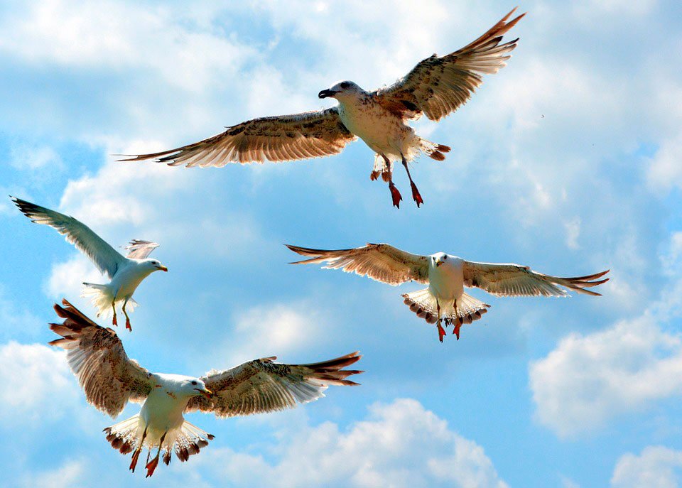 Atunci când zburam 42853