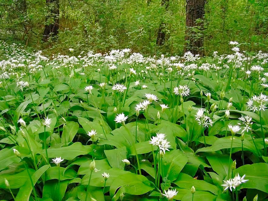 Leurda și păpădia în detoxifierea de primăvară 42726