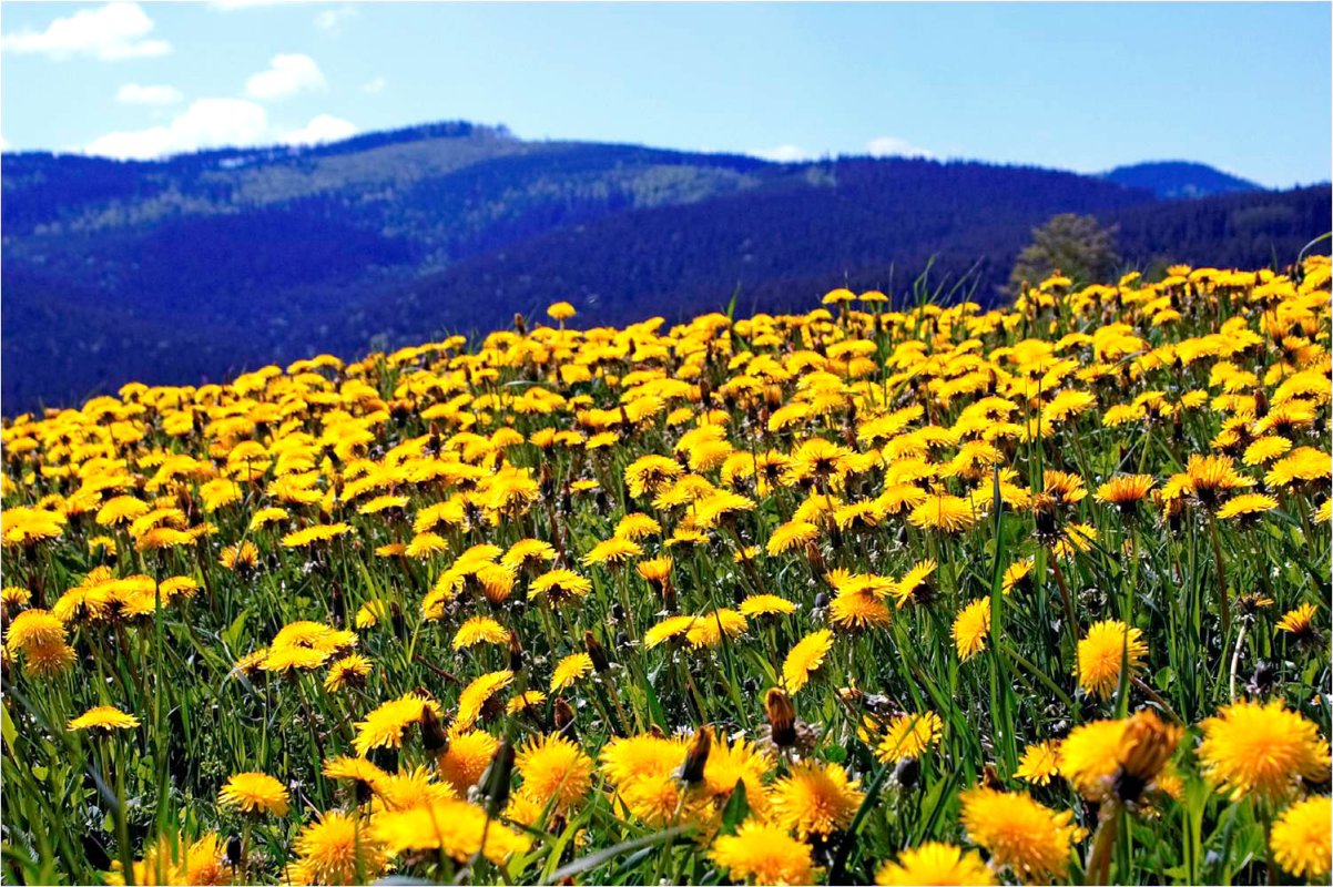 Leurda și păpădia în detoxifierea de primăvară 42727