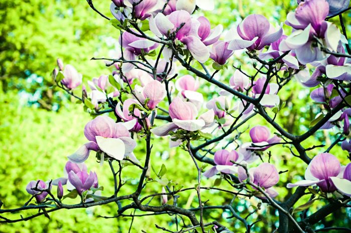 Cu mulțumire, în mijlocul suferinței 42599