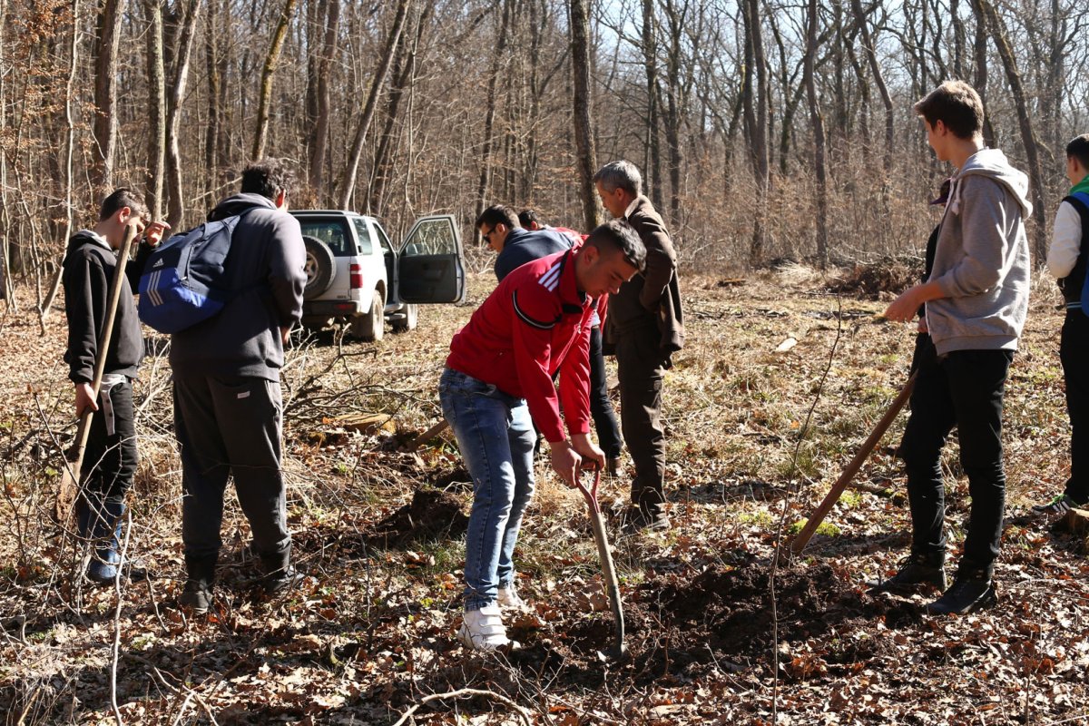 Liceeni din Sibiu au plantat copaci la Marpod 42552