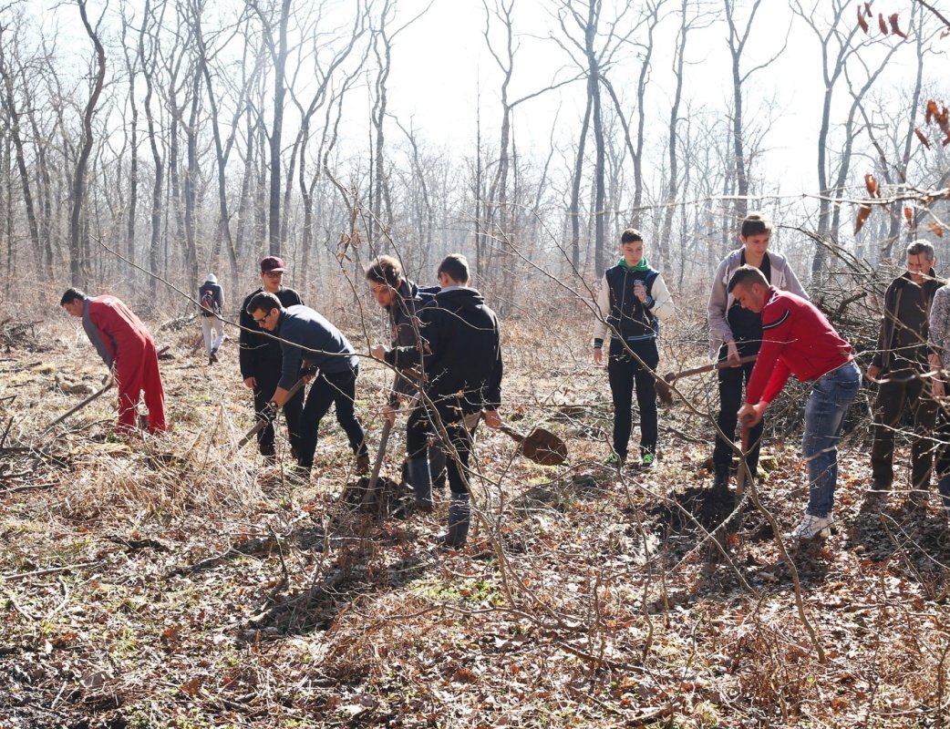 Liceeni din Sibiu au plantat copaci la Marpod 42553