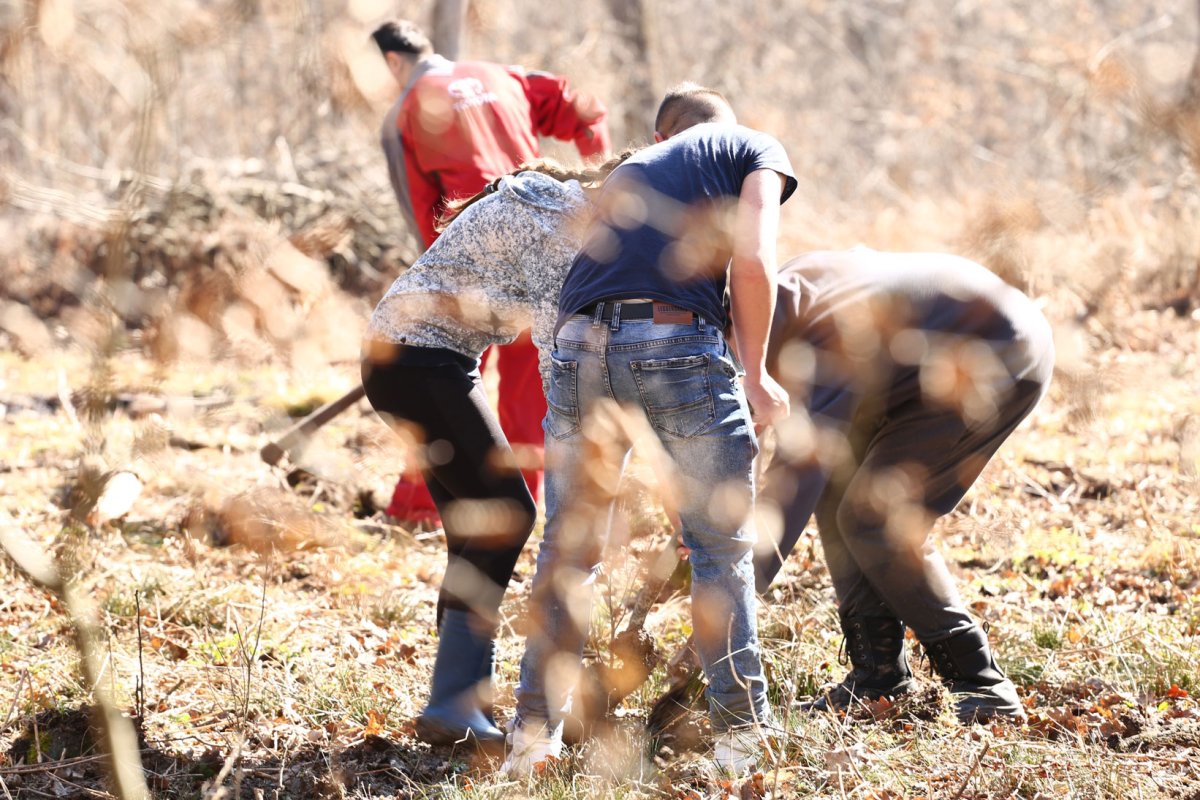 Liceeni din Sibiu au plantat copaci la Marpod 42556