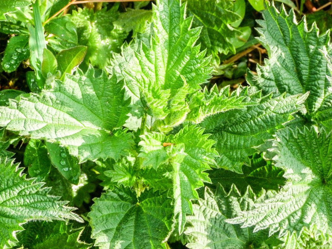 Urzicile ajută la detoxifiere 42446