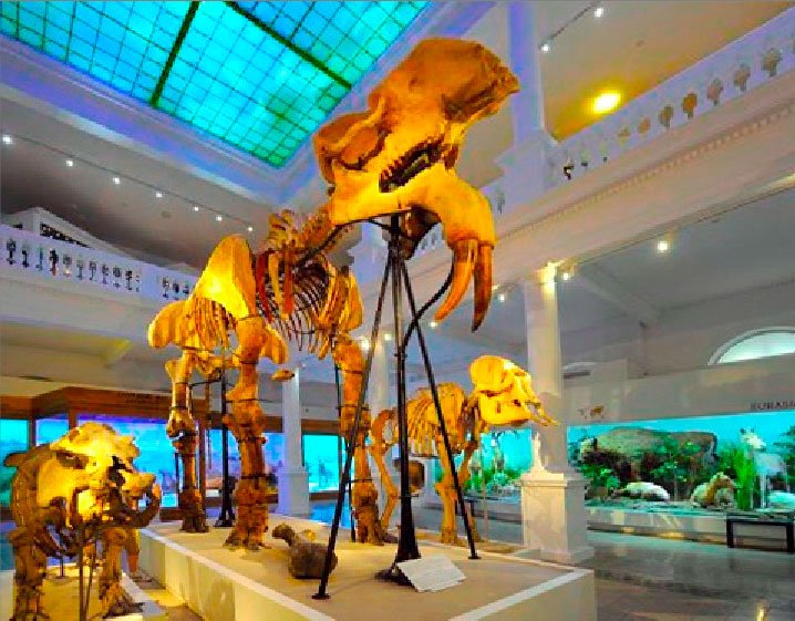 La pas prin sălile muzeale cu istorii, artă și animale 42386