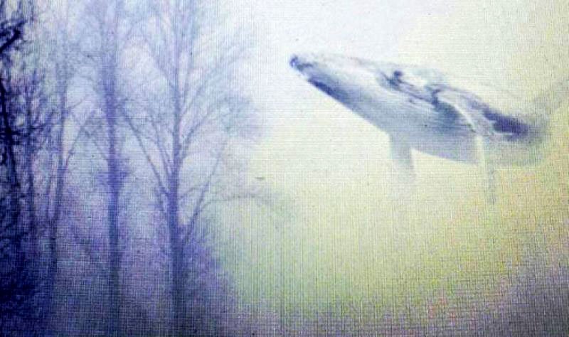 Când moartea vine sub  chipul unei balene albastre 41657