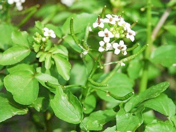 Năsturelul regenerează celulele 41159