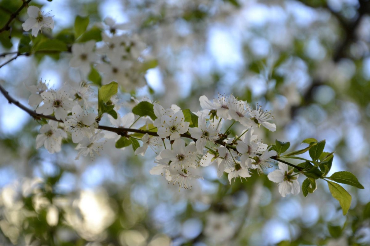 Paștile răzeșilor de la Pogonești 41101
