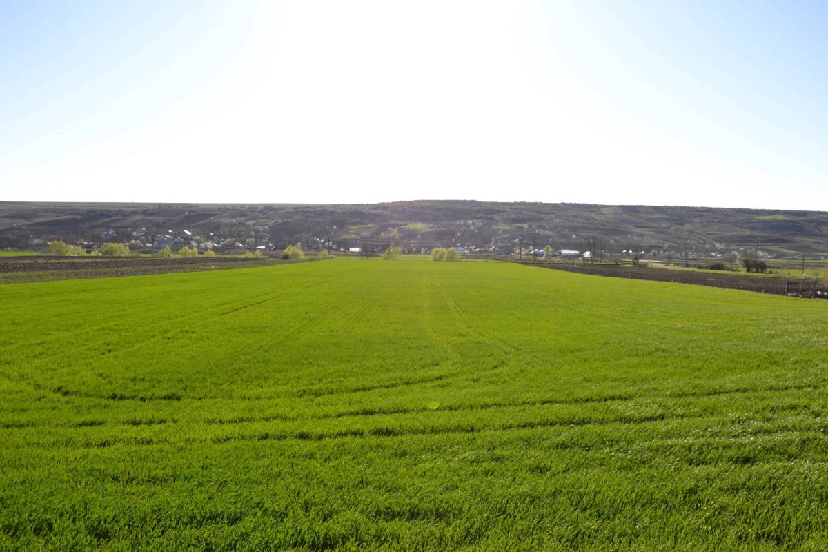 Paștile răzeșilor de la Pogonești 41105