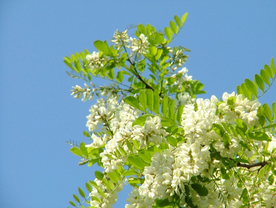 Florile de salcâm, sedative și detoxifiante 38735