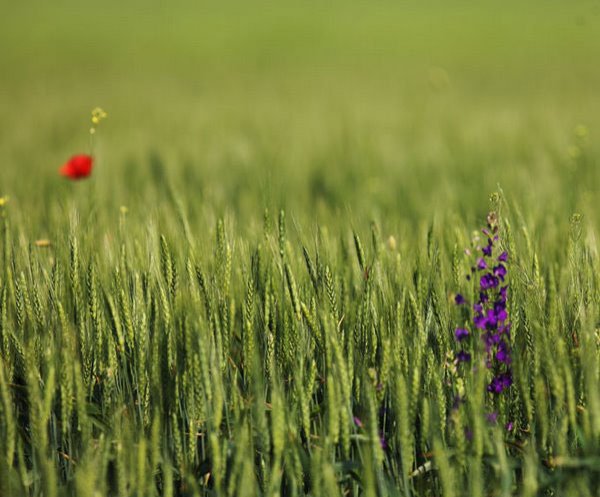 Grâul și isprăvile lui 38732