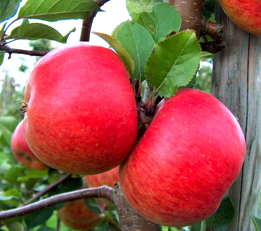 Cresc cazurile de obezitate infantilă în România 38002