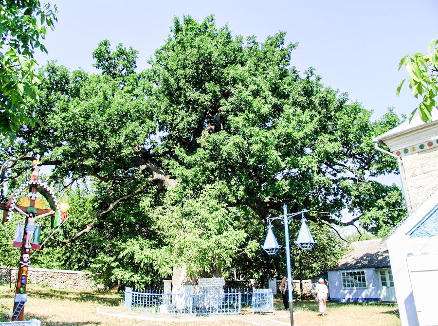 Frigurile fricii 37376