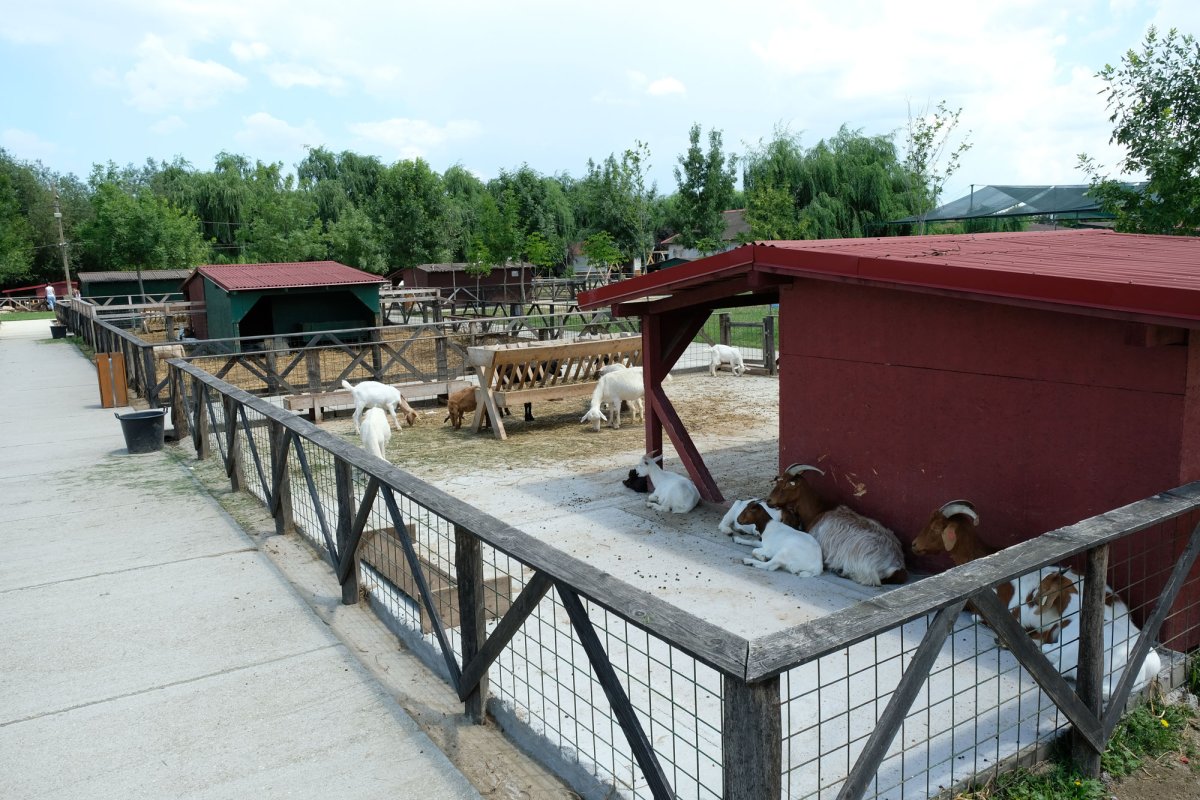 Vacanţă plăcută pentru copiii Centrului „Justinian Patriarhul” 37162